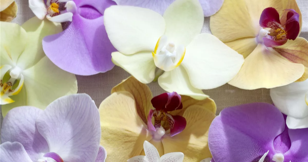 Pflanze Des Monats Januar Phalaenopsis Pfeffer Blumen