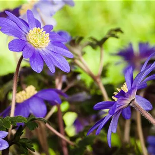 Anemonen - Einpflanzen im Garten