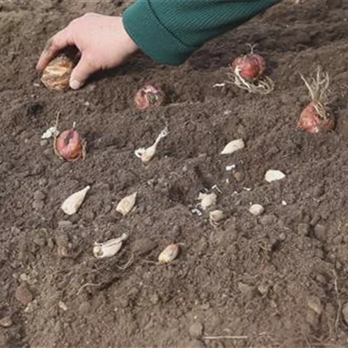 Blumenzwiebeln - Einpflanzen im Garten