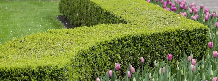 Buxus sempervirens