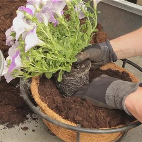 Hanging Basket - Bepflanzen