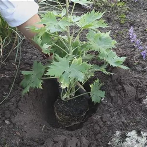 Rittersporn - Einpflanzen im Garten