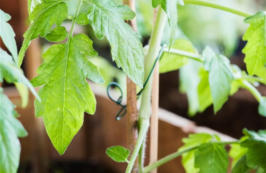 Tomaten: So geling Anzucht und Ernte