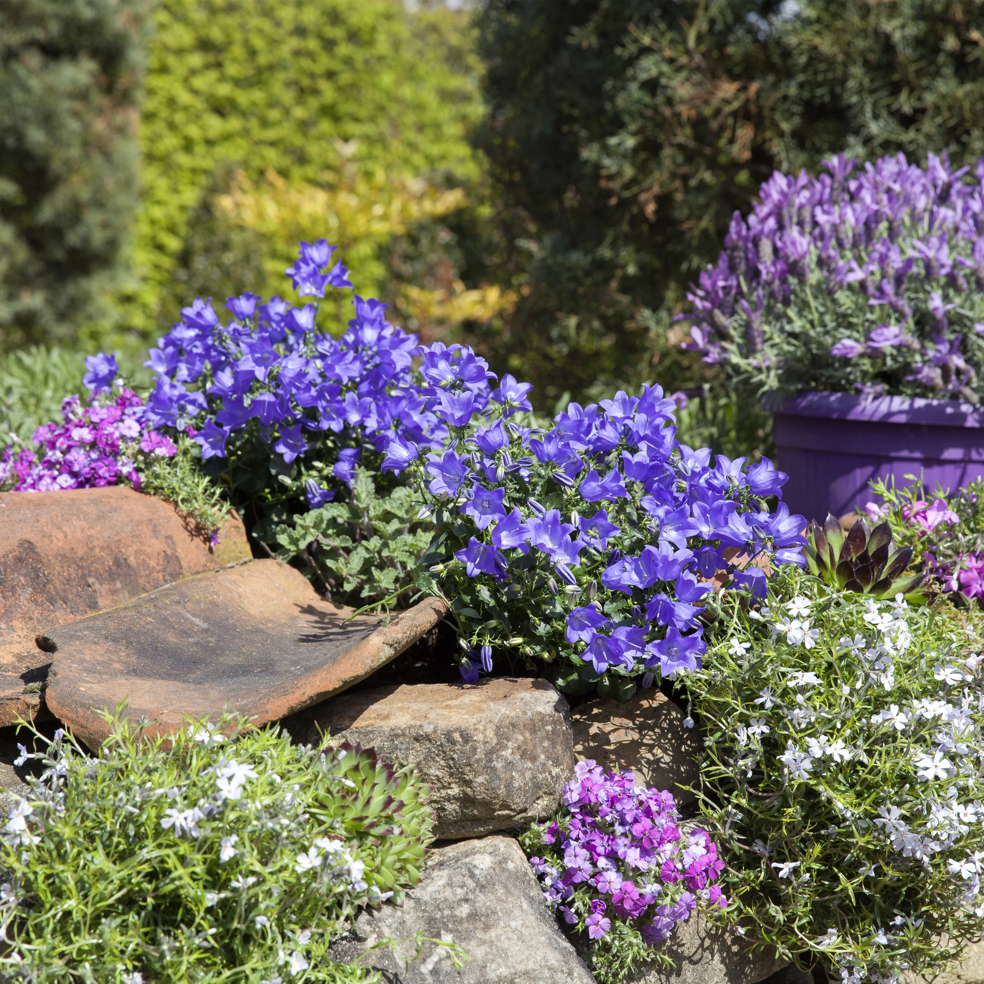 Gartenarbeiten im Mai