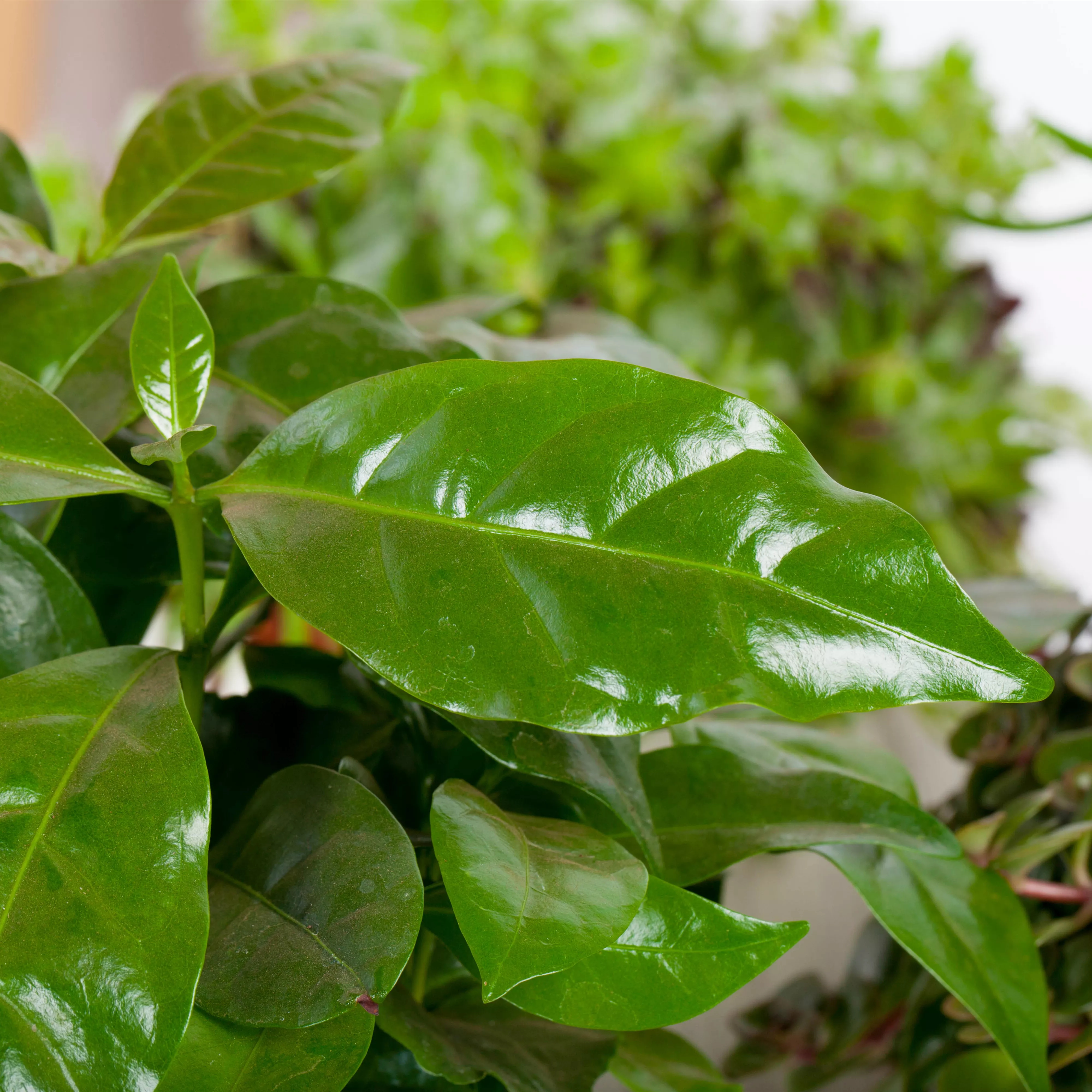 Eigener Kaffee aus dem Garten