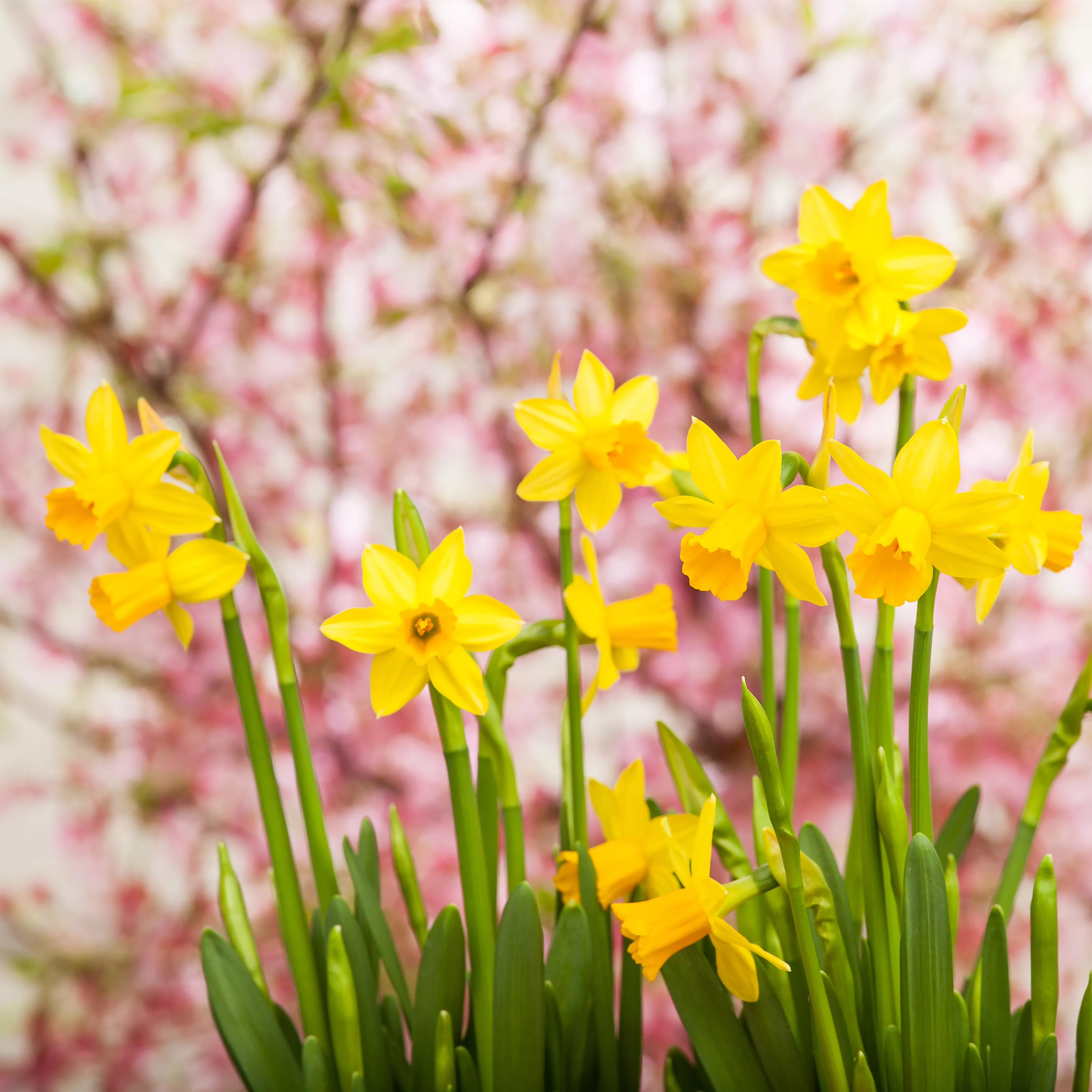 Kleiner Garten – mache ihn groß