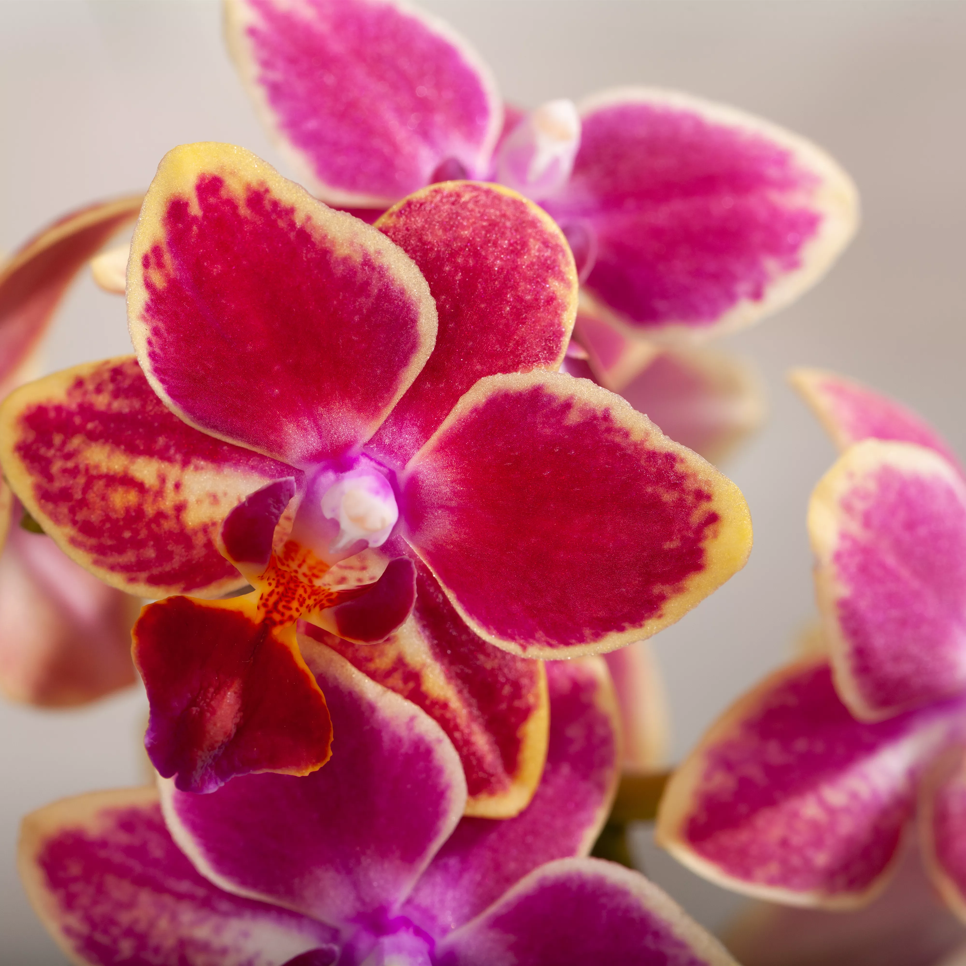 Die Königin der Zimmerpflanzen – Orchideen