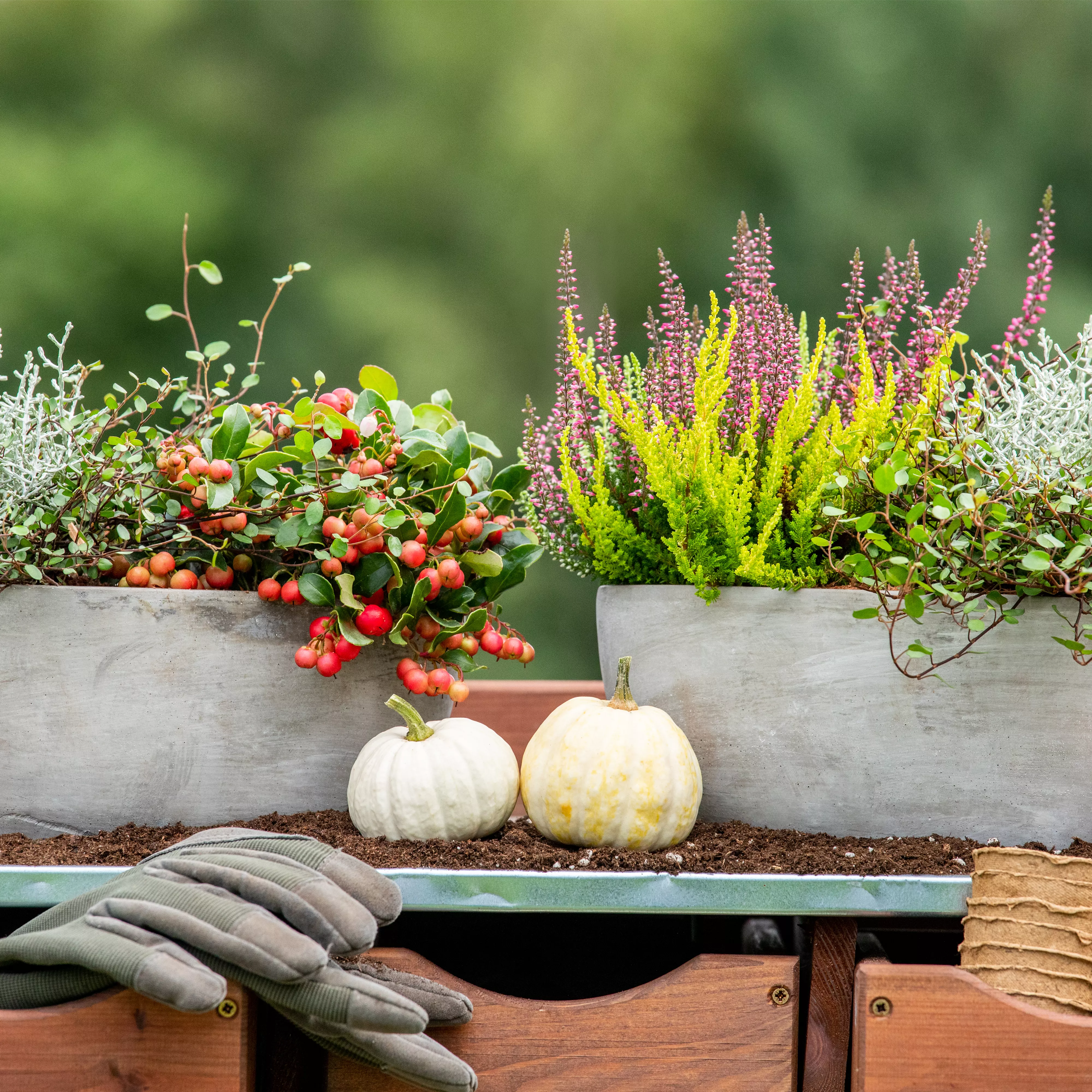 Der schöne Balkonkasten im Herbst