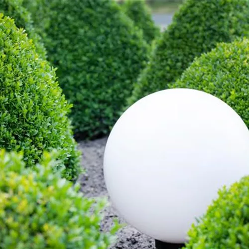 Spiele mit Farbe und Licht in Ihrem Garten 