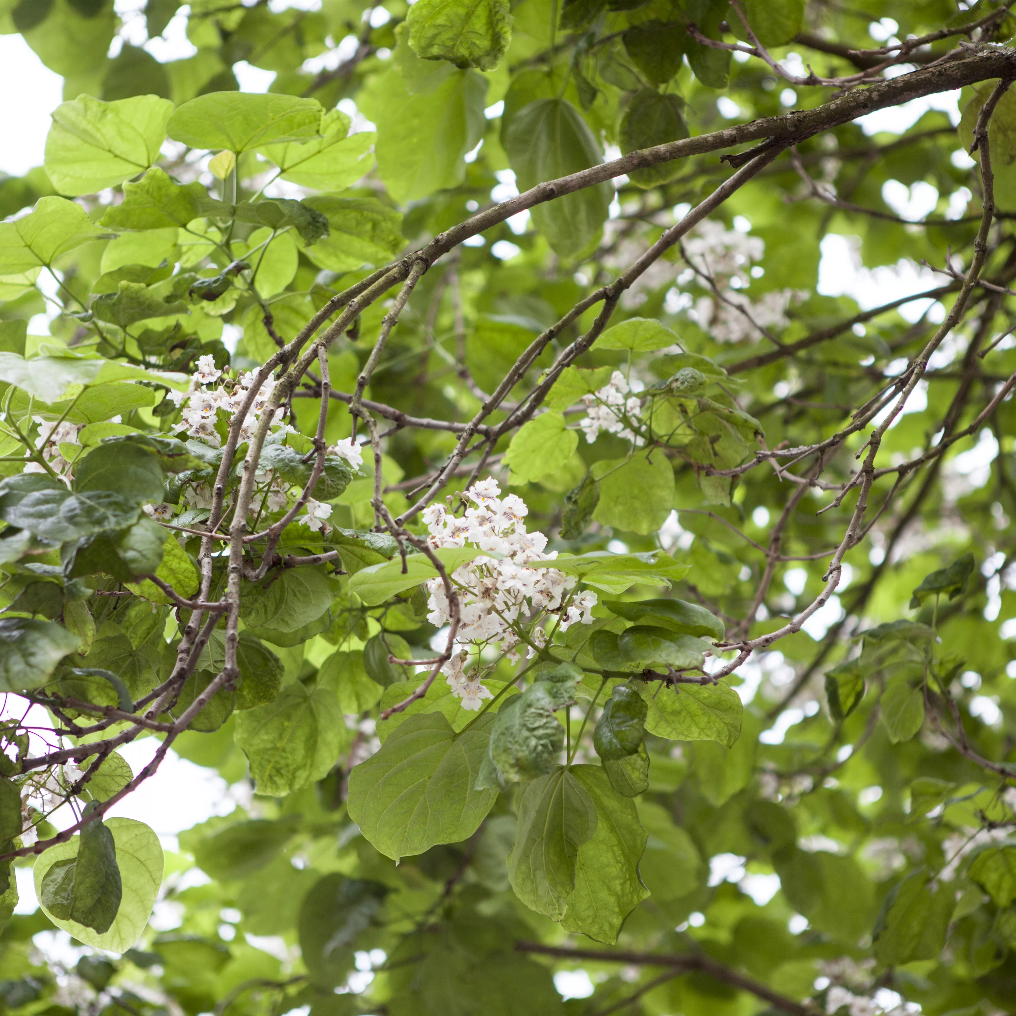 Gartenpflanzen schneiden