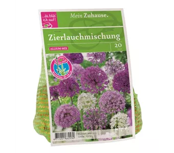 Blumenzwiebel Allium Blütenbälle