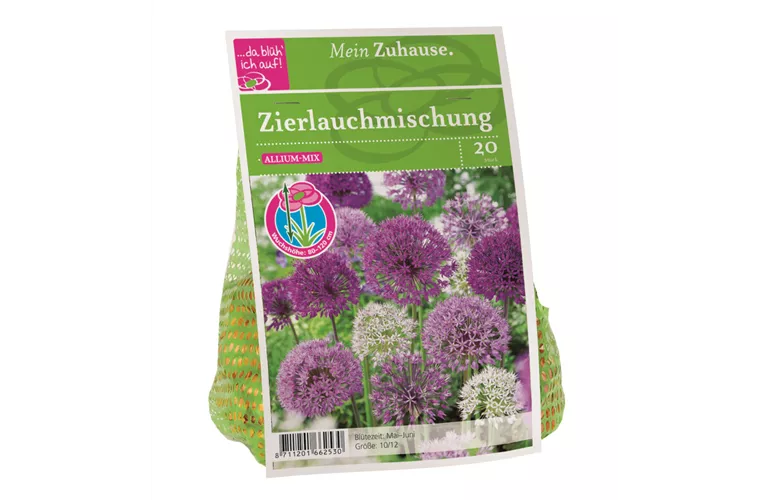 Blumenzwiebel Allium Blütenbälle