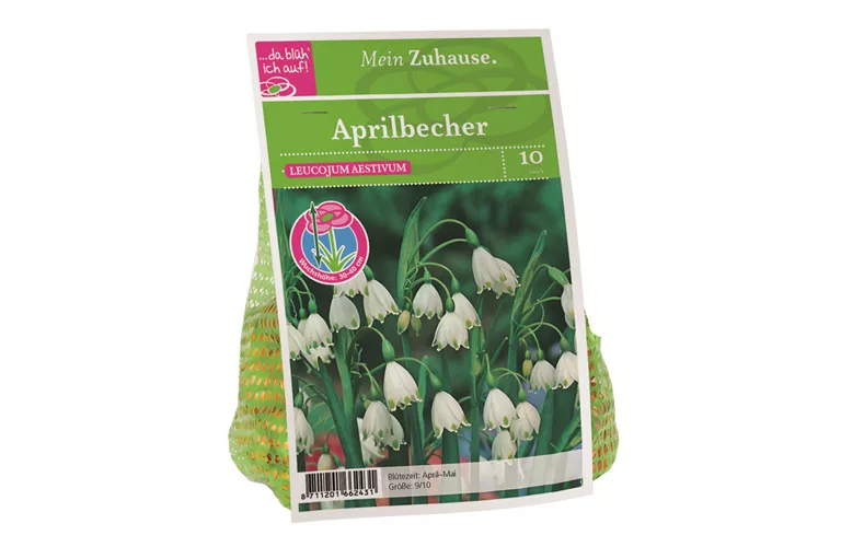 Blumenzwiebel Aprilbecher weiß