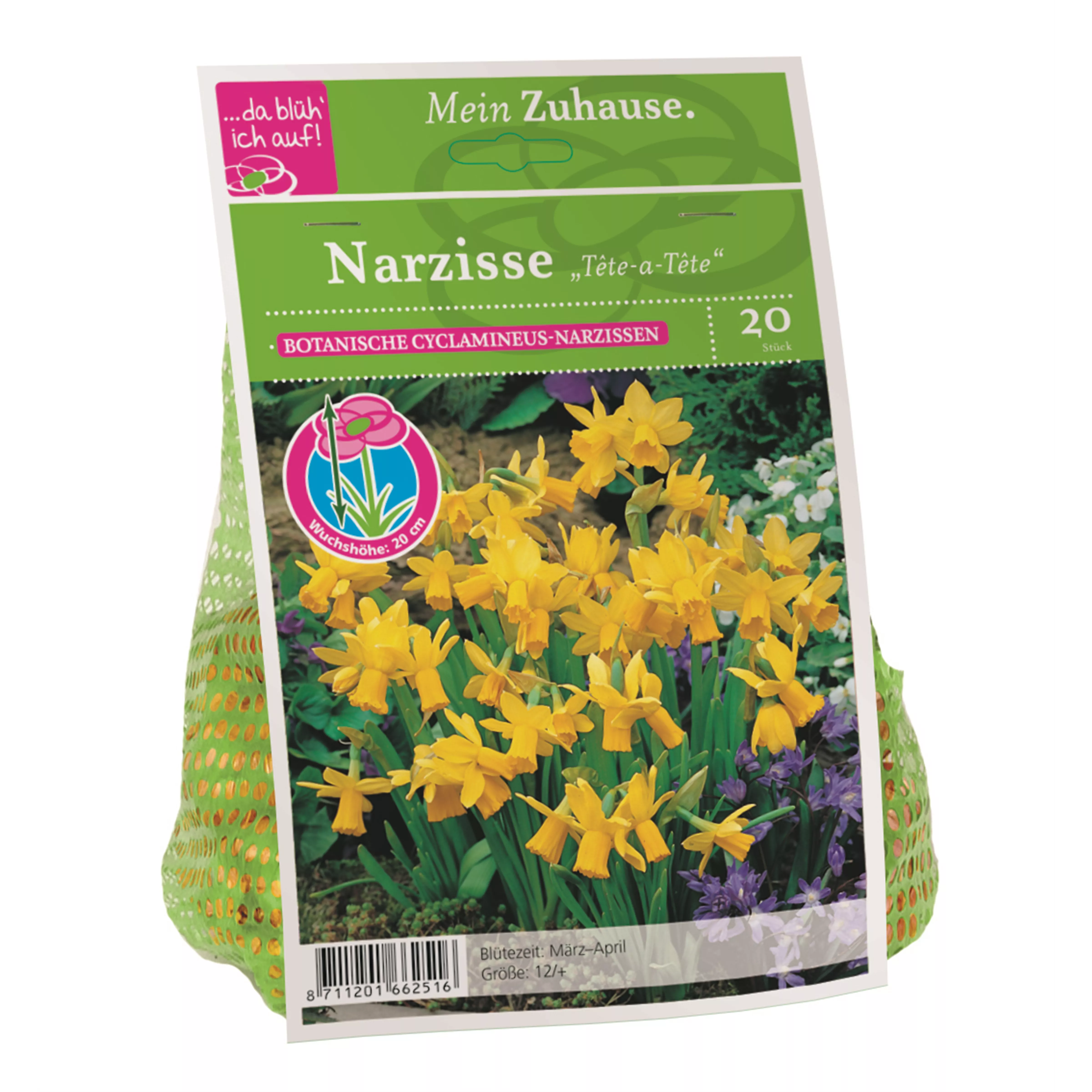 Blumenzwiebel Narzisse Tête à Tête