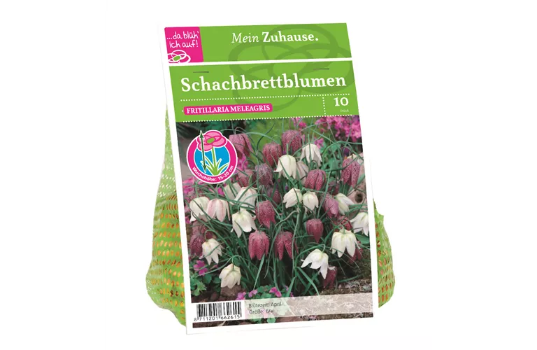 Blumenzwiebel Schachbrettblumen