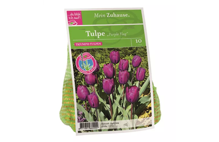 Blumenzwiebel Tulpe 'Purple Flag'