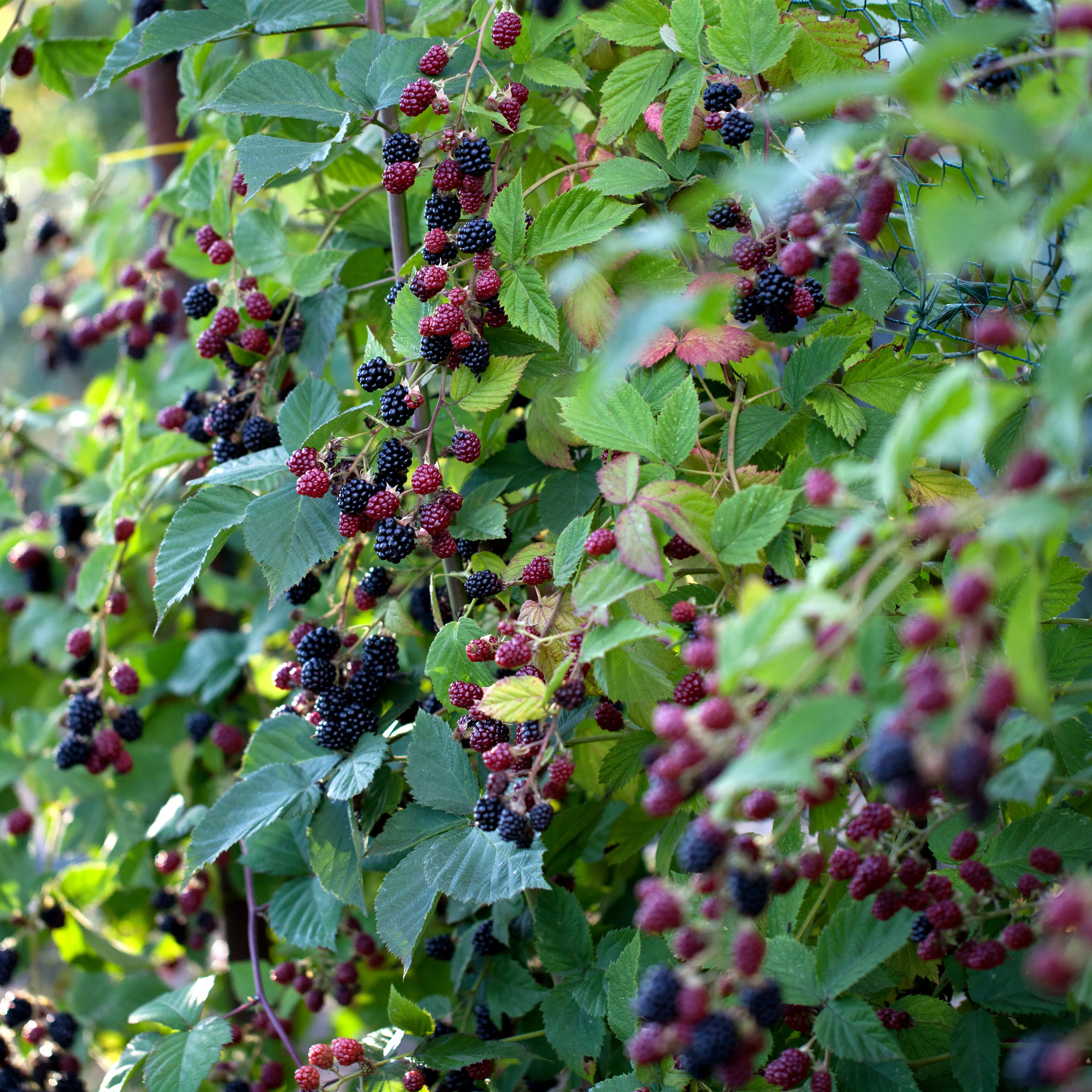 Brombeeren schneiden